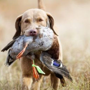 Meet your Posher, Mac